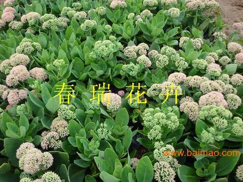 室外植物优选 景天、鸢尾、玉簪、萱草生产厂家直供
